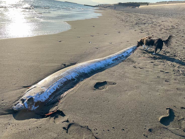 Riemenfisch am Strand